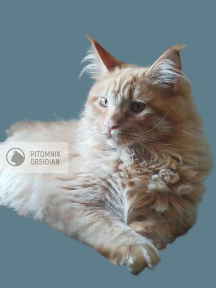 Мейн-кун продажа в Москве фото 10