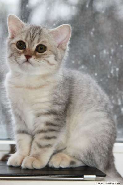 Шотландские котики фолд и страйт в Москве фото 21