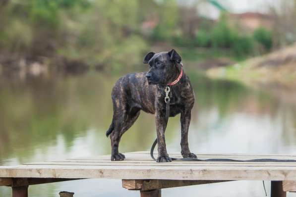 Молодая девочка алано эспаньол Миранда в дар в Москве фото 10