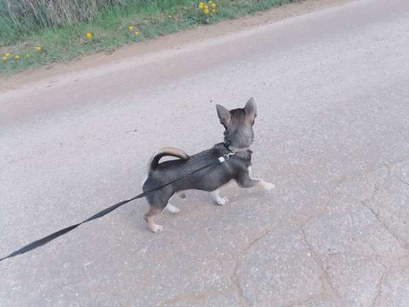 Чихуахуа в Нижнем Новгороде фото 3