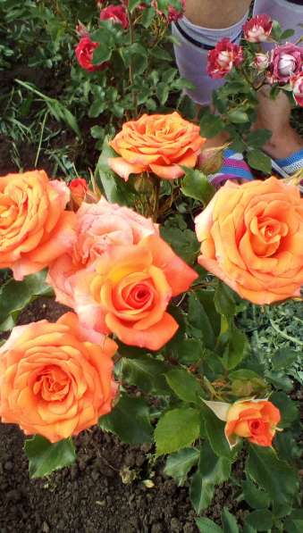 Саженцы роз в Сочи фото 3
