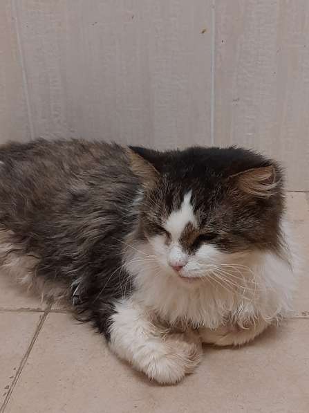Одинокий котик роскошной внешности ищет дом в Санкт-Петербурге фото 14