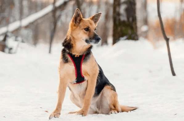 Очаровательная собачка Лила ищет семью в Москве фото 3