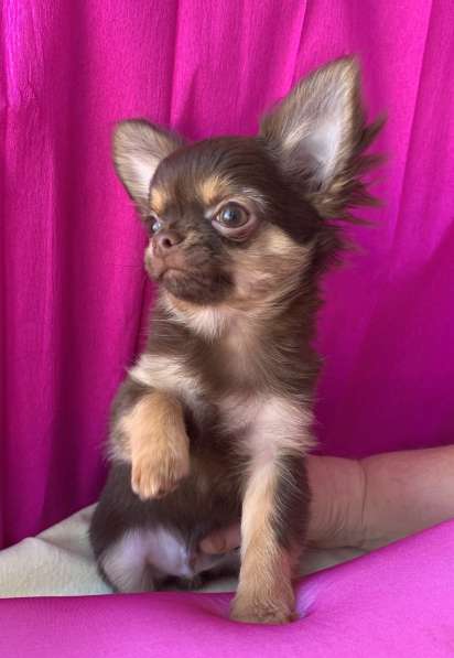 Чихуа-хуа щенки продам в Москве фото 4