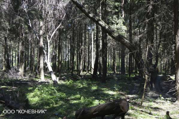 удаление опасных аварийных деревьев -кронирование в Москве фото 6