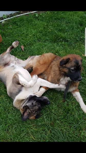 Красавец Багги хочет домой в Москве фото 4