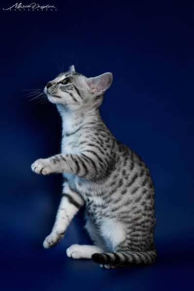 Египетская Мау котята серебряные.Редкая, эксклюзивная порода в фото 9