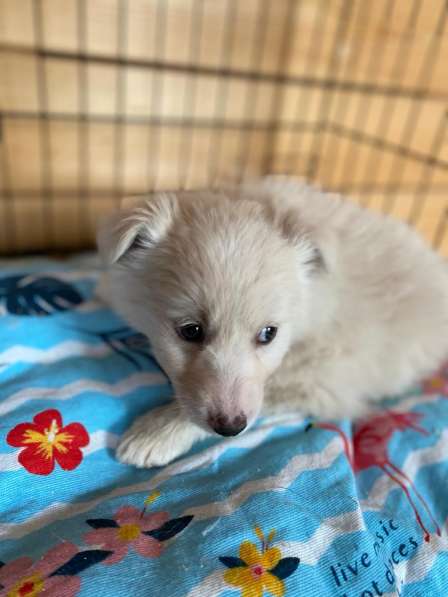 Трогательный щенок от маленькой собачки в Санкт-Петербурге фото 19