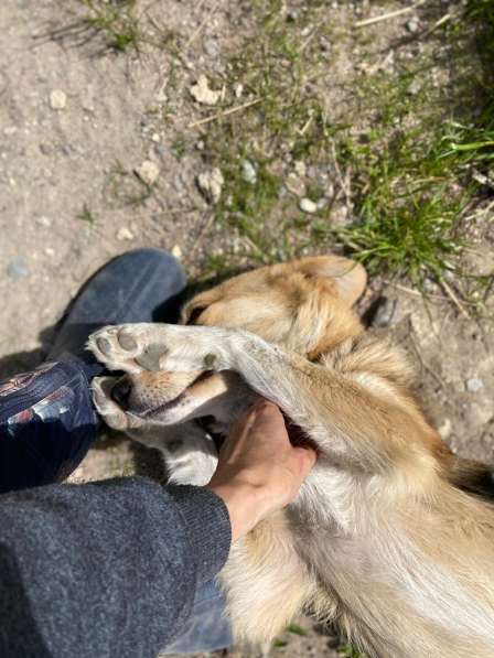 Милая маленькая собачка ищет дом в Санкт-Петербурге фото 23