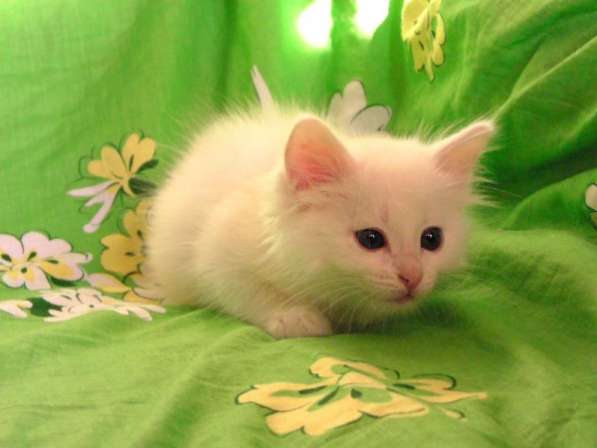 Белый котёнок ждёт хозяина. Возможна доставка. в Москве