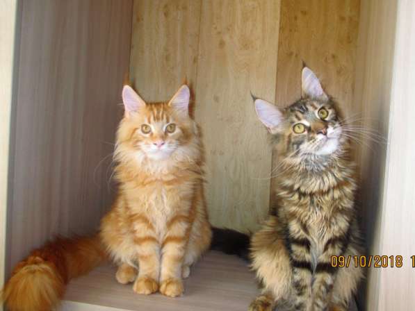 Красотки мейн- кун из питомника Arktur в Екатеринбурге фото 6