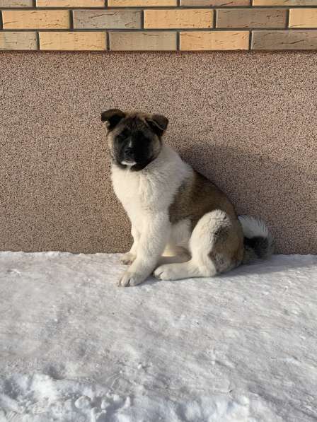 Акита в Ростове-на-Дону фото 82