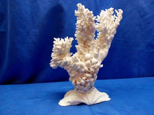 Коралл-ветка 30,5 - ракушка раковина в Ялте фото 3