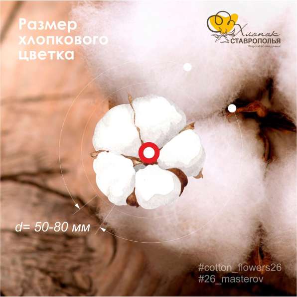 Цветочки натурального хлопка с полей Ставрополья в Ставрополе фото 3