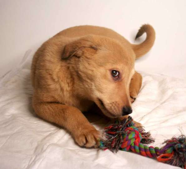 3 щенка метиса в добрые руки в Москве фото 13