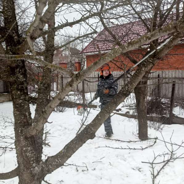 Спил и обрезка деревьев в Москве