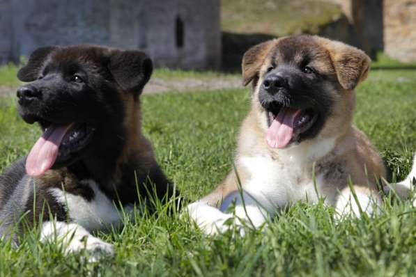 Щенки Американской Акиты в Санкт-Петербурге фото 9