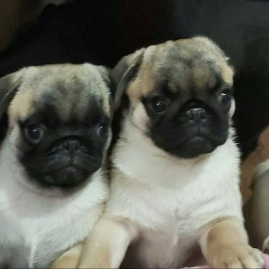 Щенки мопса в Калининграде фото 5