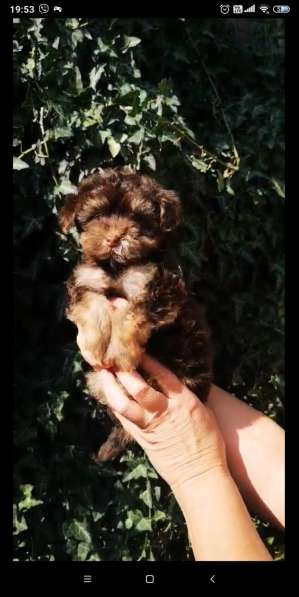 Мальтипу. Choco tan в