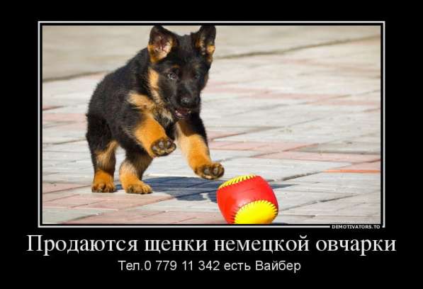 Продаются щенки немецкой овчарки! в фото 9