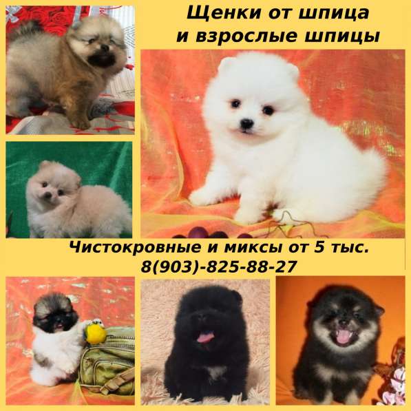 Щенки от шпица и взрослые шпицы