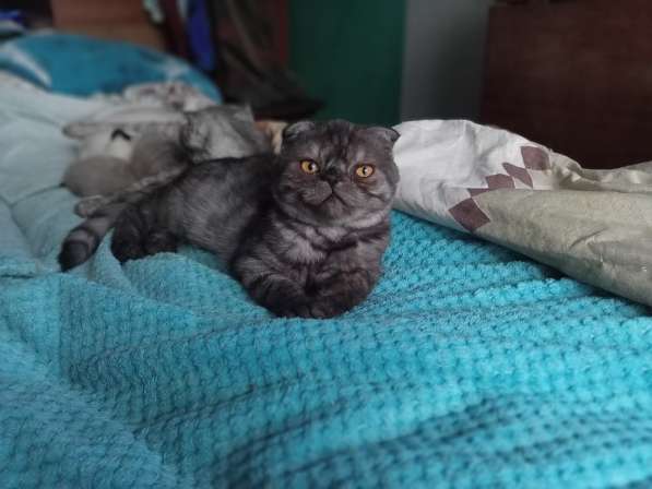 Шотландский денди скоттиш- страйт в Санкт-Петербурге фото 4