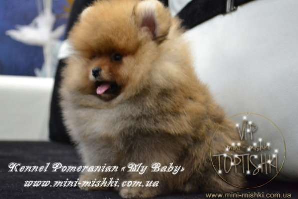 Эксклюзивные щенки карликового померанского шпица Тип-Мишки VIP-Classa! в фото 5