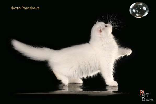 Котенок - счастье в дом в Санкт-Петербурге фото 8