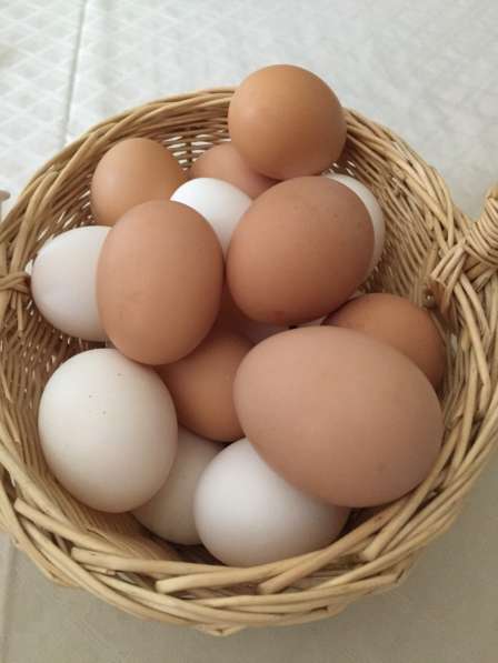 Куры-несущки в Казани фото 4