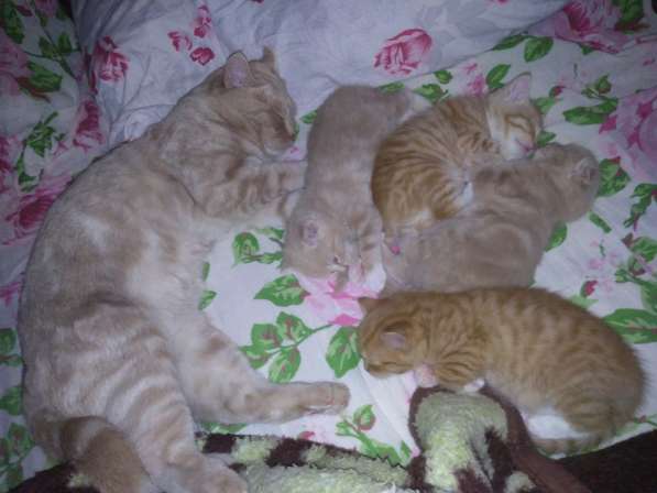 Котятенок девочка, мальчик, рыжий, молочный в Тюмени фото 3