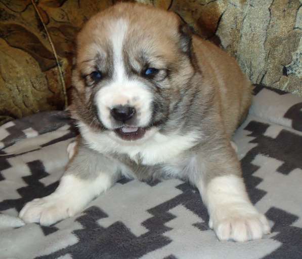 Щенки АЛАБАЯ в Барнауле фото 18