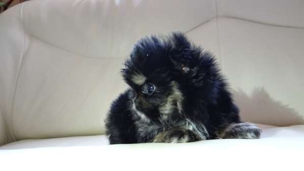 Мини-мишка девочка померанского шпица. Крошечная в фото 30