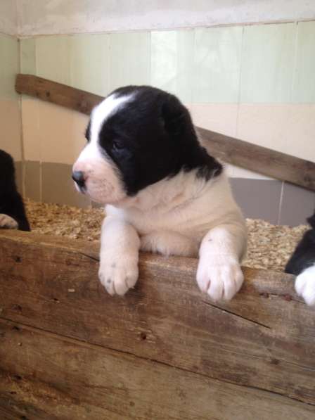 Щенки алабая в Крымске фото 7