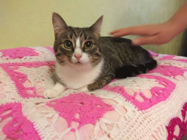 Киса Лизонька в заботливые руки в Москве