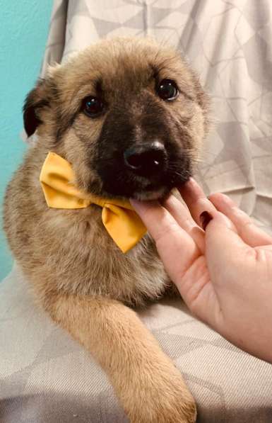 Лисички-сестрички! Рыженькие девочки ищут свои семьи! в Москве фото 8