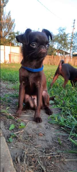 Щенки пти-брабансона в Москве фото 7