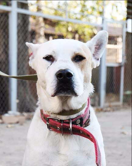 Собаке очень нужен дом в Нижнем Новгороде фото 27