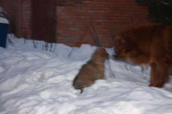 Шикарные щенки Тибетского Мастифа в Москве фото 3