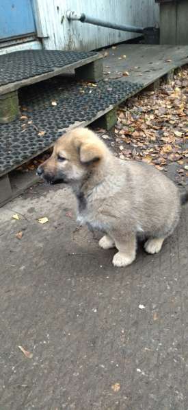 Щенки ищут дом в Москве фото 13