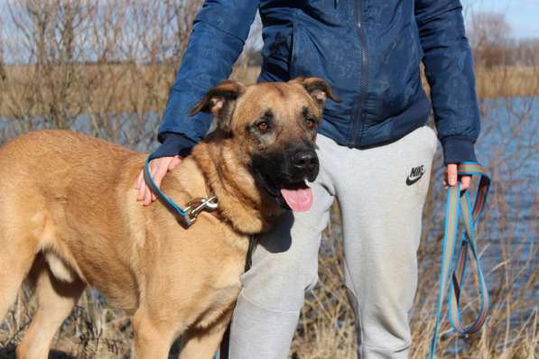 Метис риджбека Рекс в дар в Москве фото 3