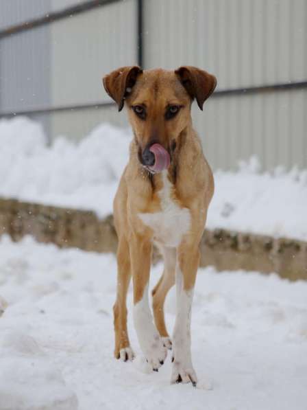 Ищу Дом для Скуби Ду в Москве фото 3