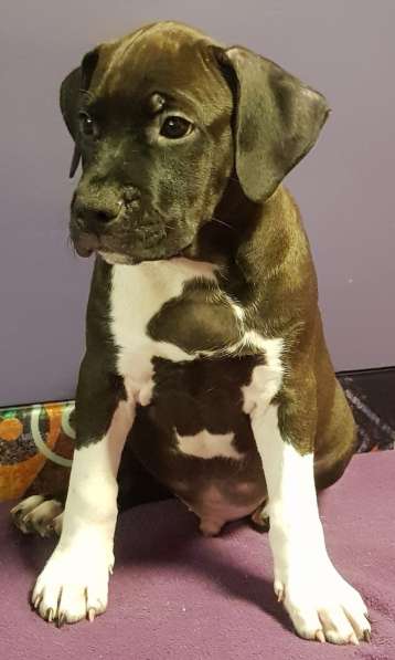 Американский стаффордширский терьер МАЛЬЧИК в Москве фото 5