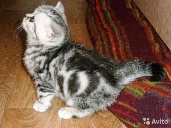 Кот на вязку 1500 -можно котёнком котята от 2000 в Костроме фото 3