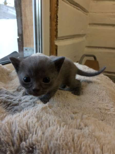 Котёнок в Егорьевске фото 12