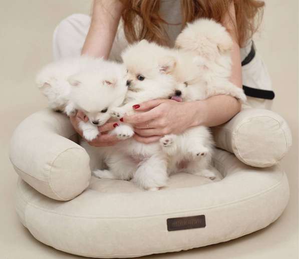 Щенки померанского шпица в Москве