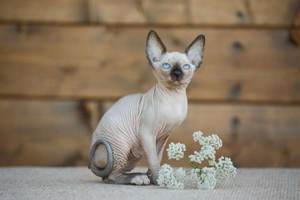 Роскошные из питомника котята Эльф, Бамбино, сфинкс в Ижевске фото 11