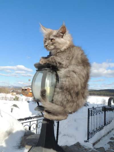 котята мейн-кун в Челябинске фото 3