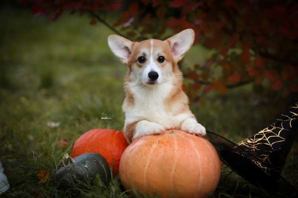 Щенки вельш корги пемброк в фото 3