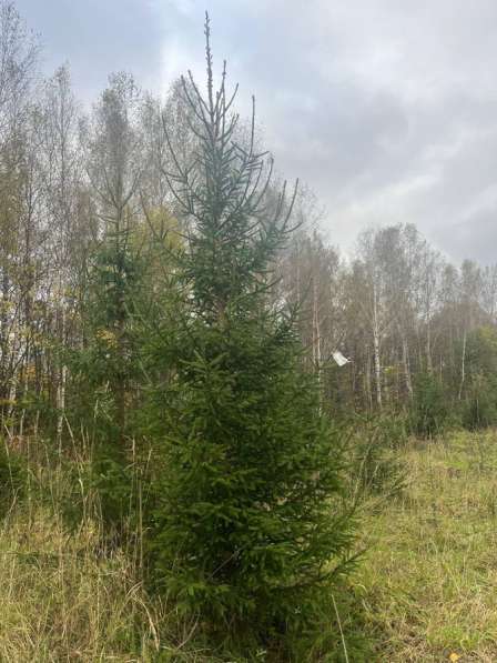 Сосны Крупномеры в Уфе фото 4