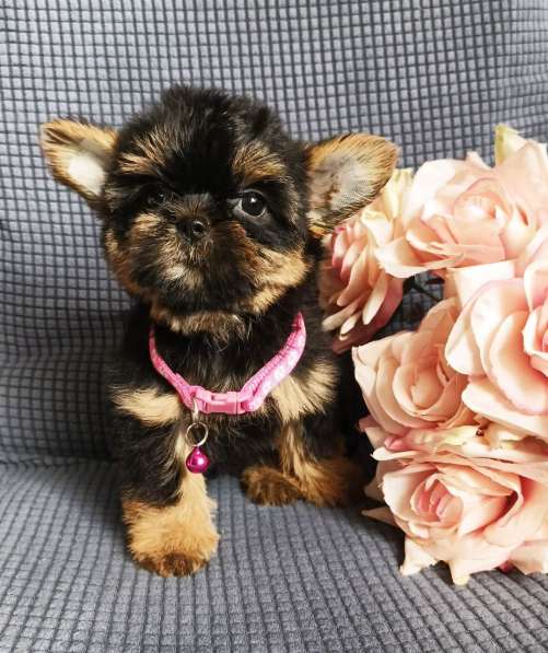 Девочка Shorkie